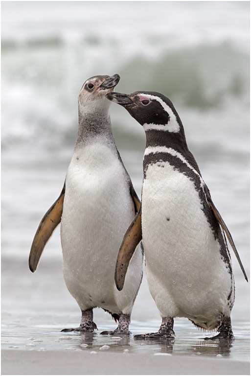 Magellanic Penguin Adult & young