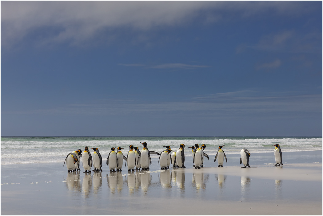 King Penguin reflections