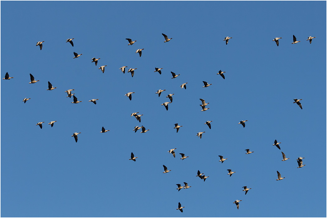 Pink-footed Geese in flight