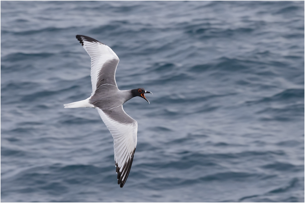 Swallow-tailed Gull in flight, Galapagos Islands