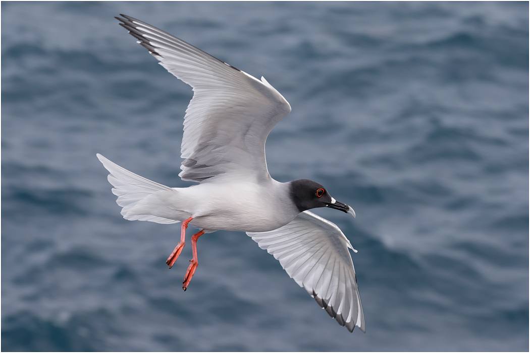 Swallow-tailed Gull in flight, Galapagos Islands