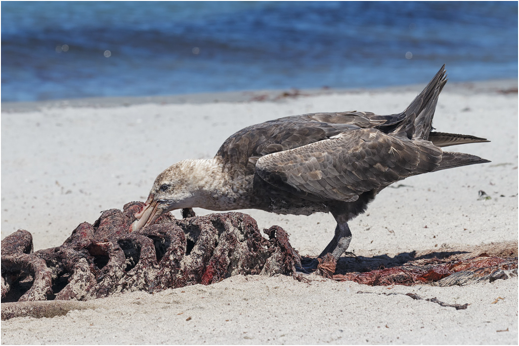 Southern Giant Petrel