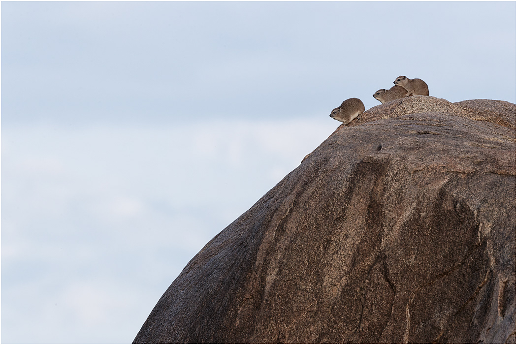 Rock Hyrax on Kopje - Central Serengeti, Tanzania