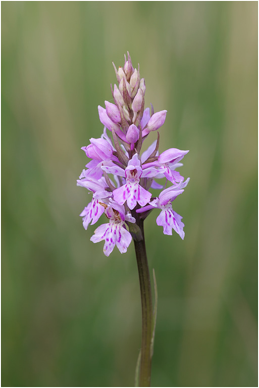 Common Spotted Orchid