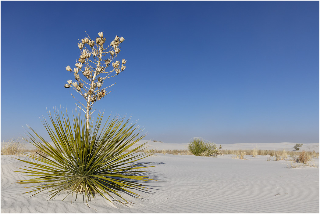 Soaptree Yucca in winter, White Sands, NM.jpg