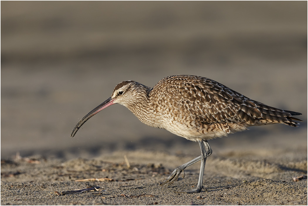 Whimbrel, California, USA
