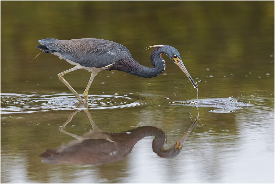 Tri-colored Heron, Florida, USA