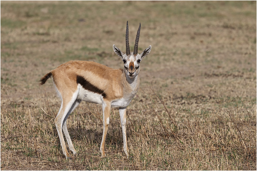 Thompson's Gazelle - Ngorongoro Crater, Tanzania