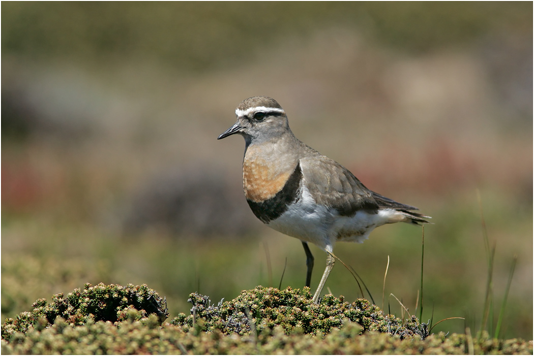 Rufous-chested Dotterel