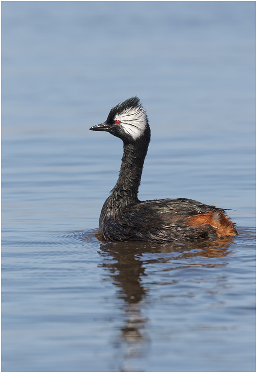 White-tufted Grebe