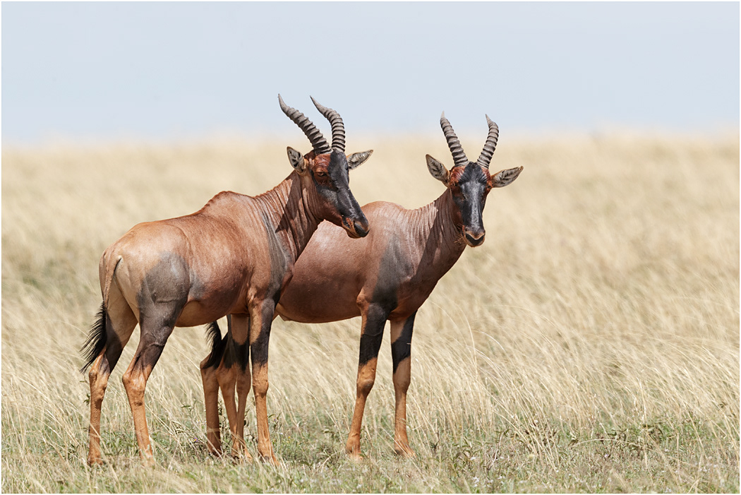 Topi - Central Serengeti, Tanzania