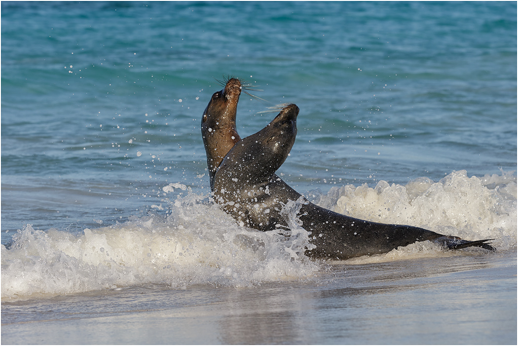 Galapagos Sea Lions fighting