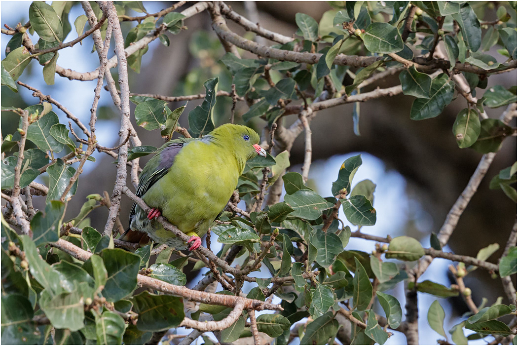 African Green Pigeon - Serengeti, Tanzania