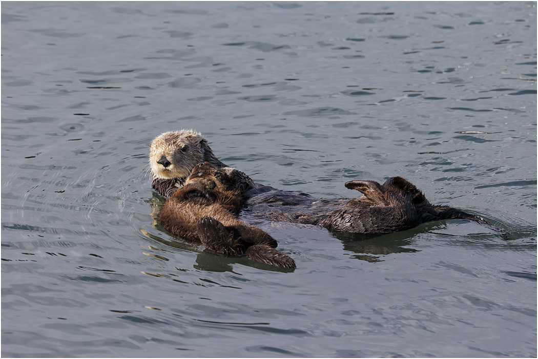 Sea Otter - Mother with sleeping kit, California, USA