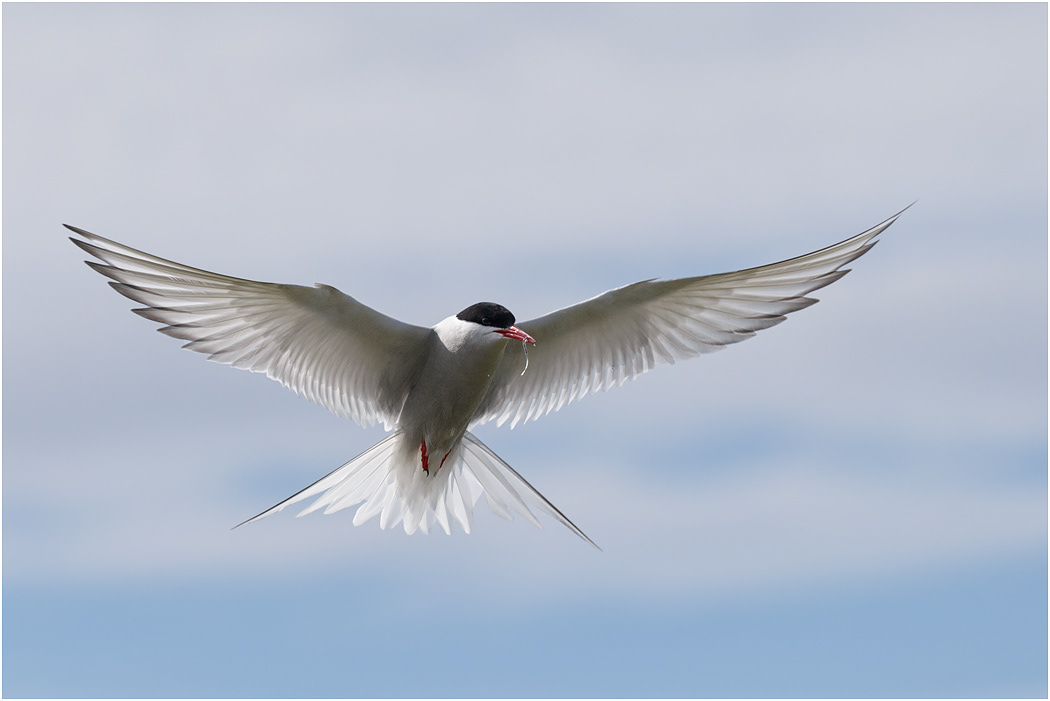 Arctic Tern with food - Iceland