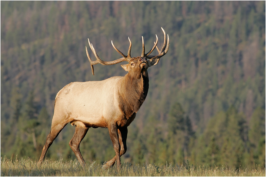 Bull Elk, Jasper N.P., Alberta, Canada