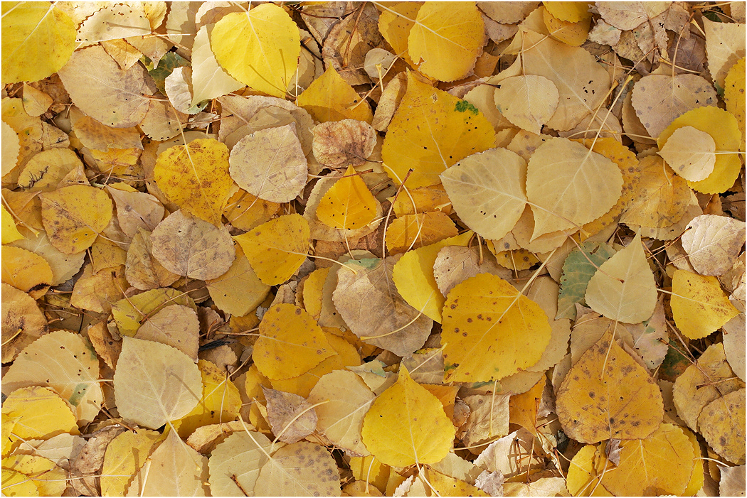 Aspen Leaves