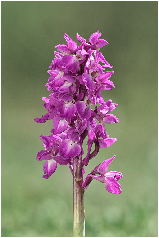 Early Purple Orchid