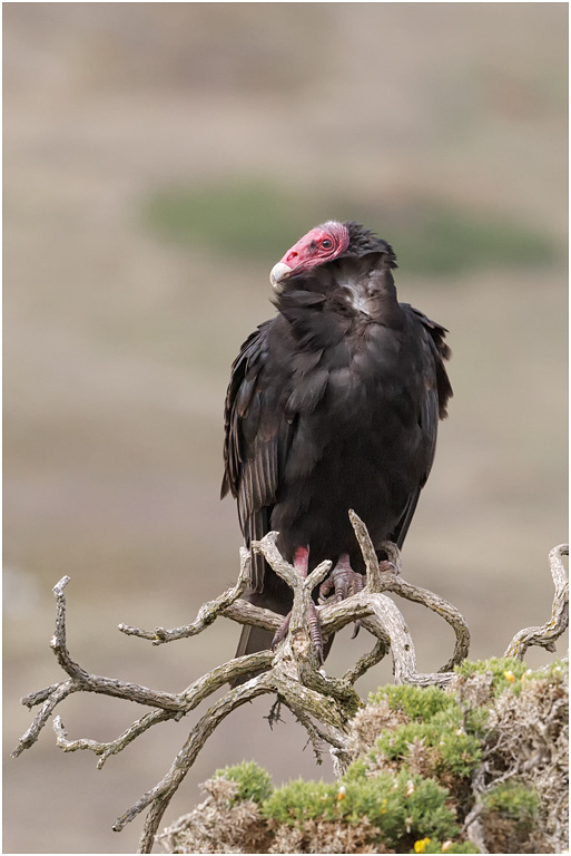 Turkey Vulture
