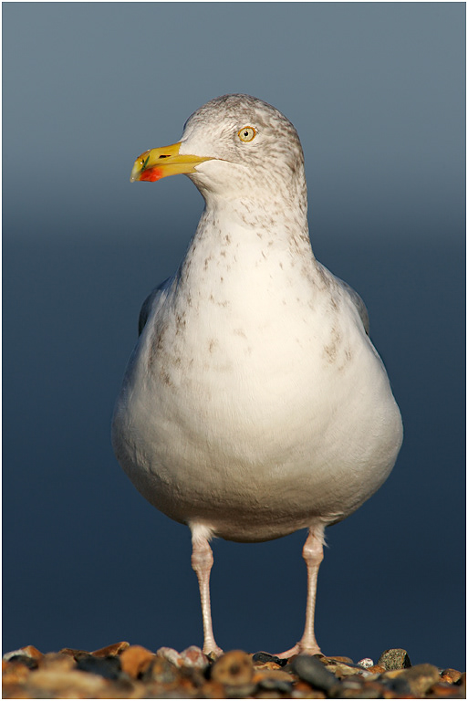 Herring Gull - Winter, Norfolk