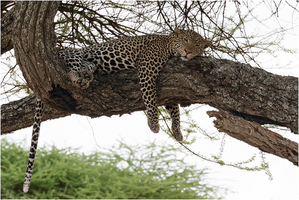 Male Leopard resting - Tarangire NP, Tanzania