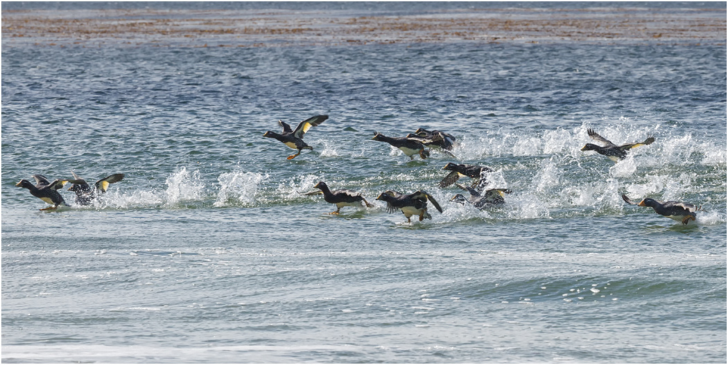 Falklands Steamer Ducks steam to shore