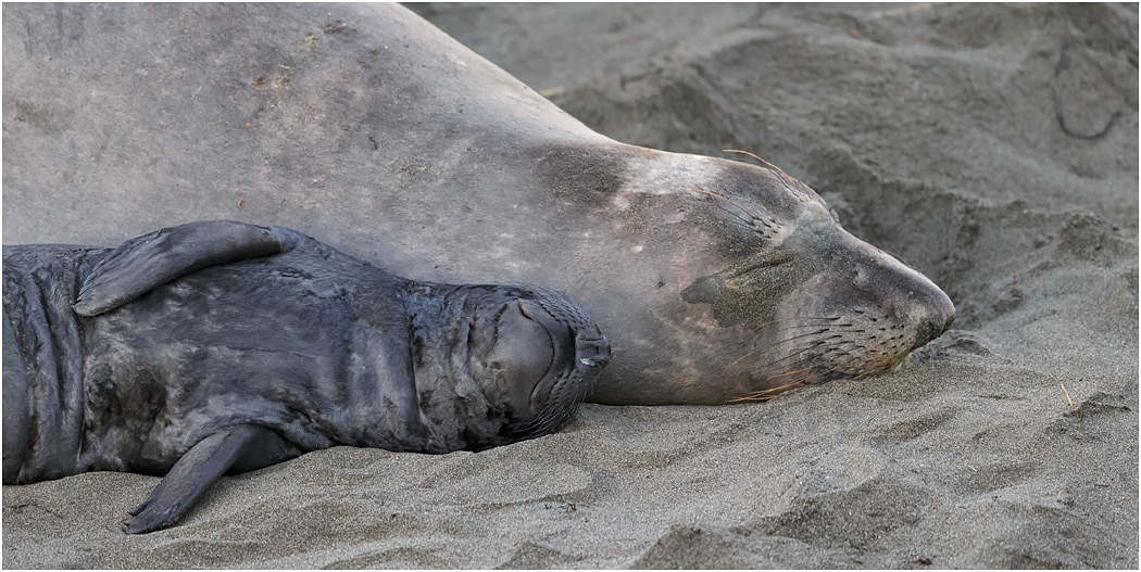 Northern Elephant Seal, sleeping Mother & pup, California, USA