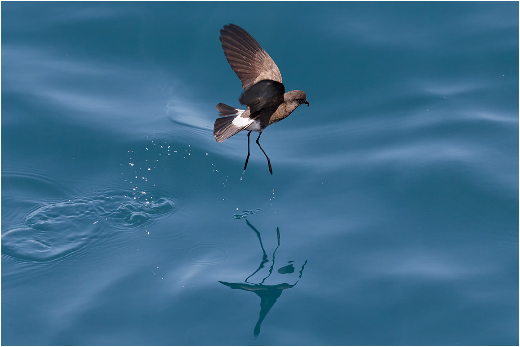 Elliot's Storm Petrel - feeding behaviour