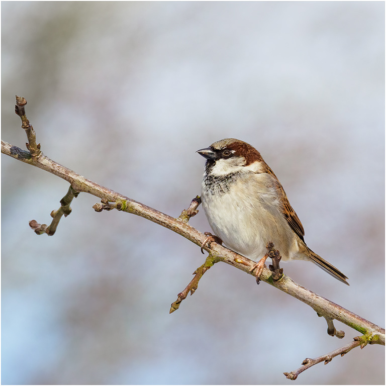 House Sparrow in Winter