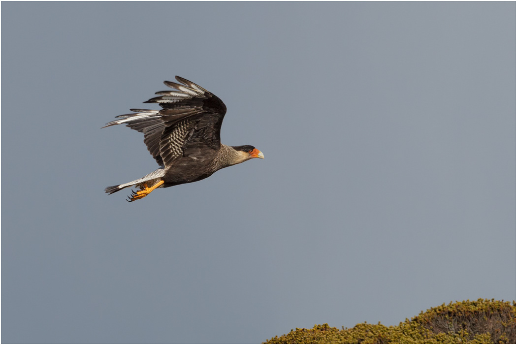 Crested Caracara
