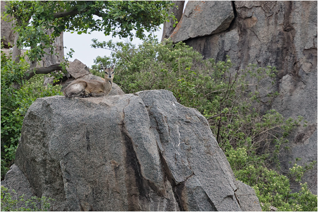Klipspringer - Central Serengeti, Tanzania