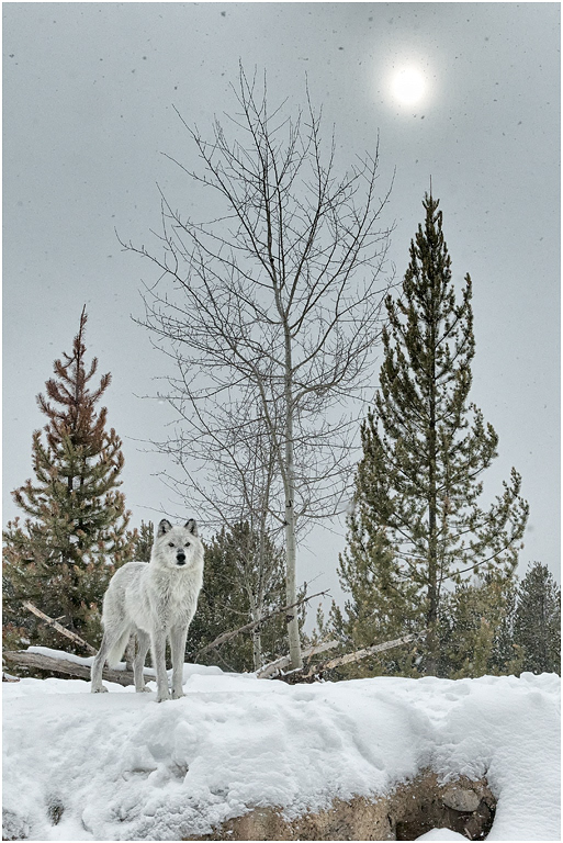 Gray Wolf in Winter, Montana, USA