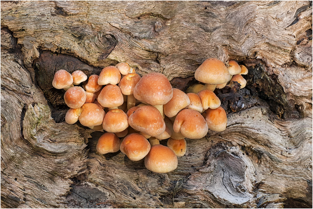 Sulphur Tufts - Hypholoma fasciculare