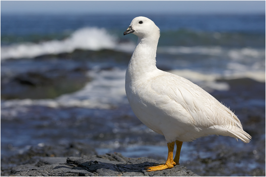 Kelp Goose, male