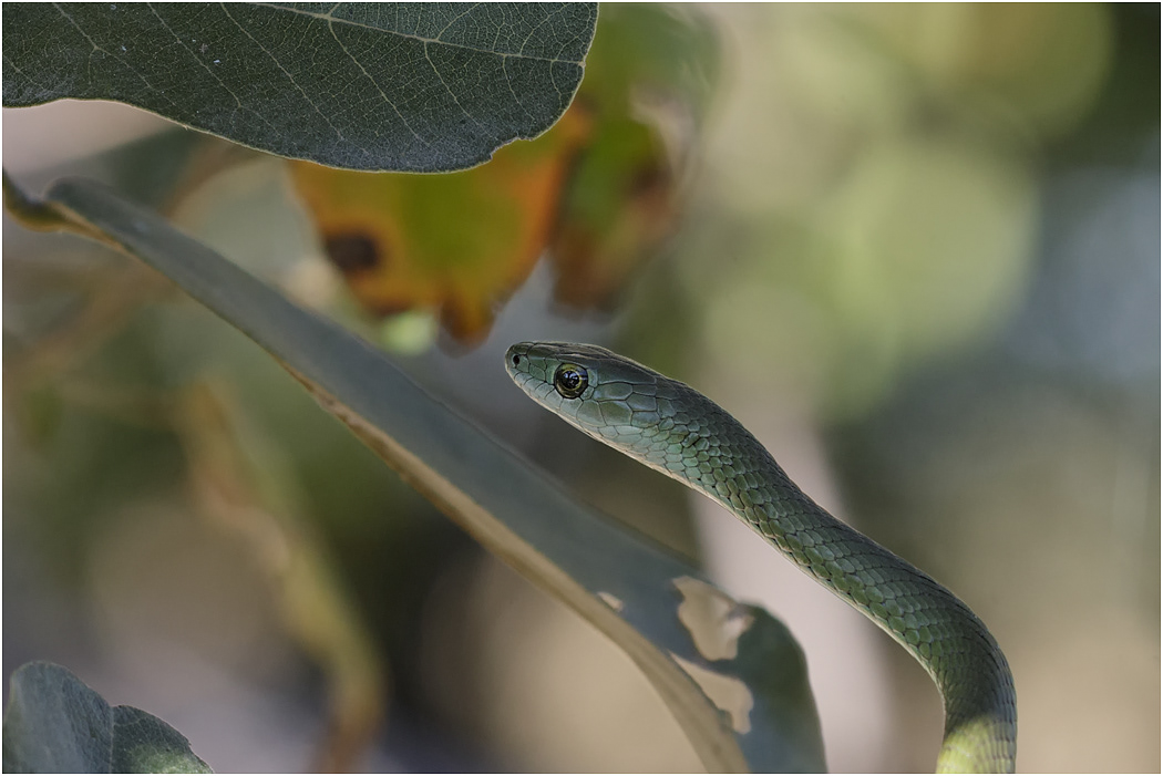 Spotted Bush Snake  -  Botswana