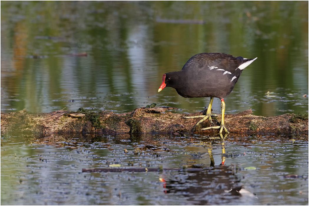 Common Moorhen, Florida, USA