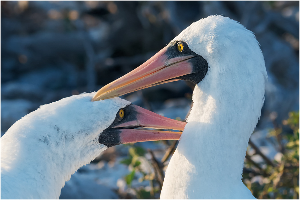 Nazca Boobies bonding, Galapagos Islands