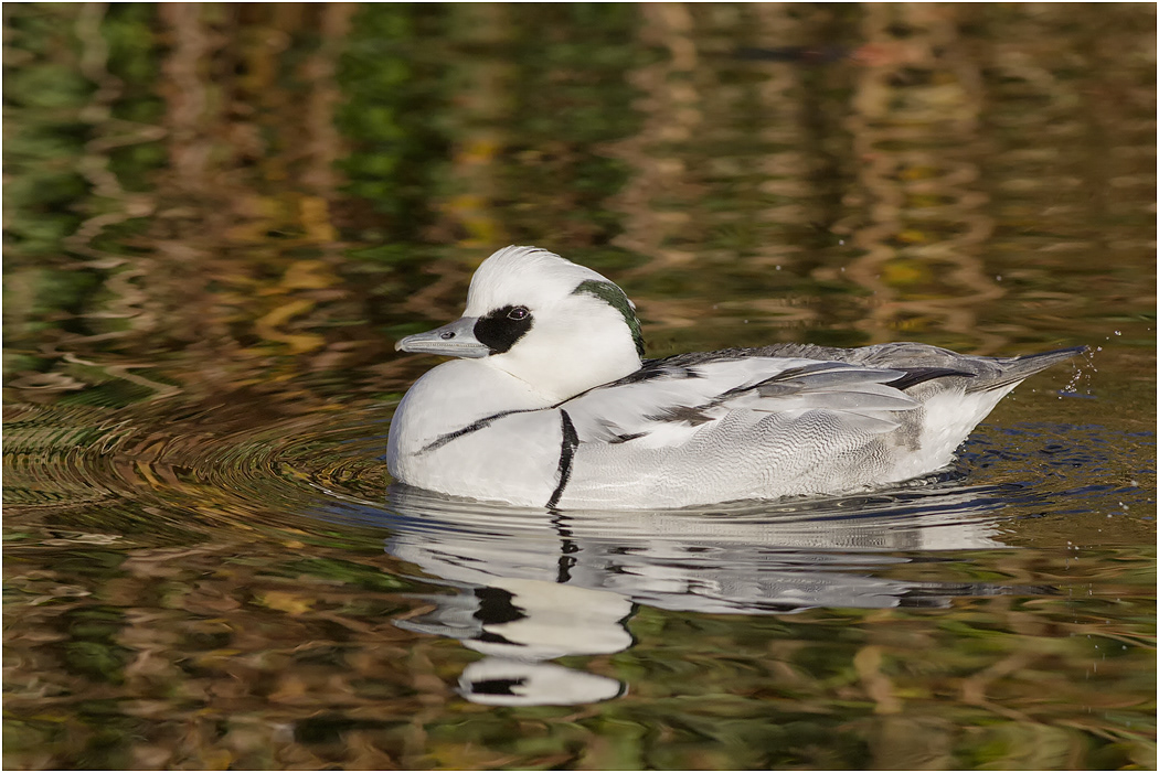 Smew Drake
