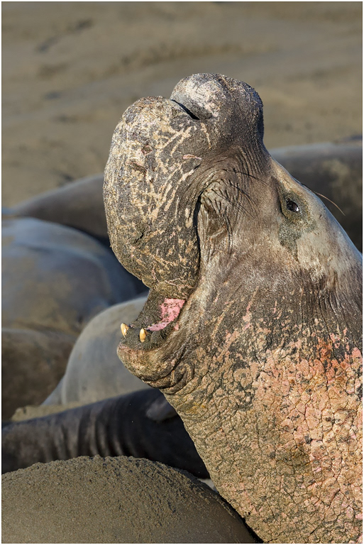 Northern Elephant Seal Bull, California, USA