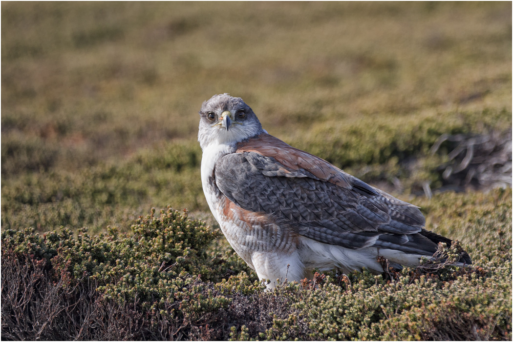 Variable Hawk - formerly known as a Red-backed Hawk