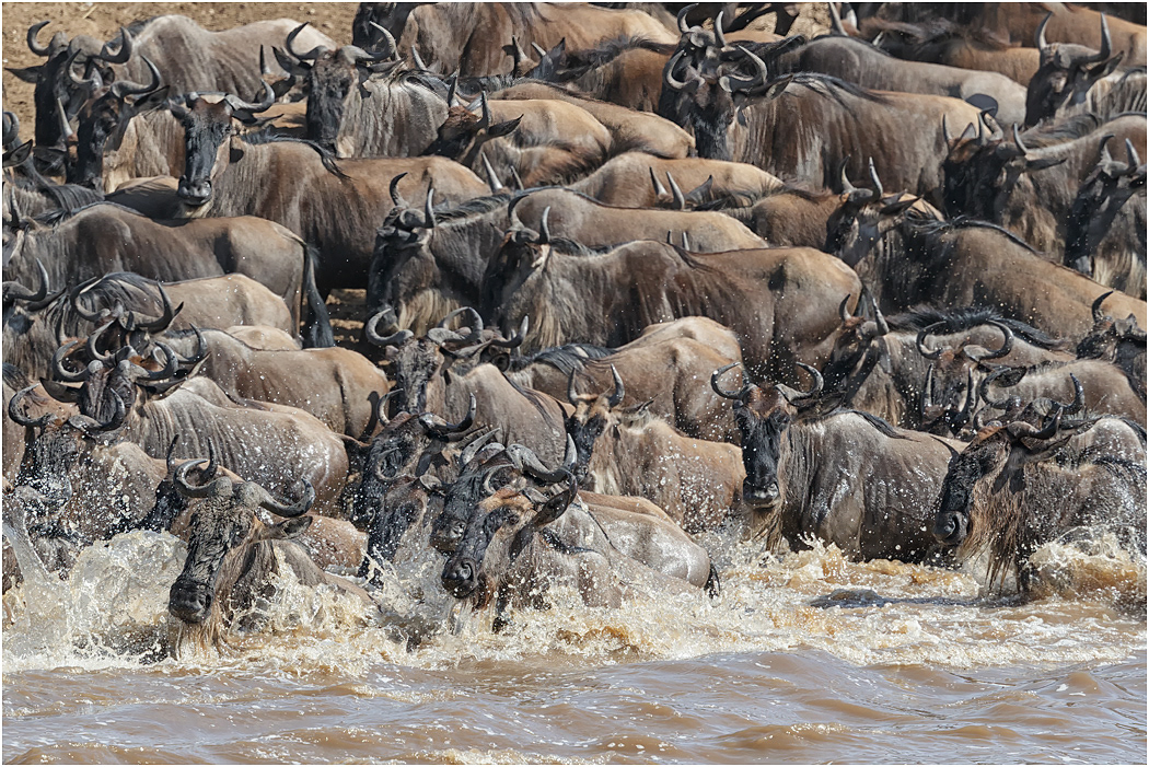Wildebeest cross the Mara River - Tanzania