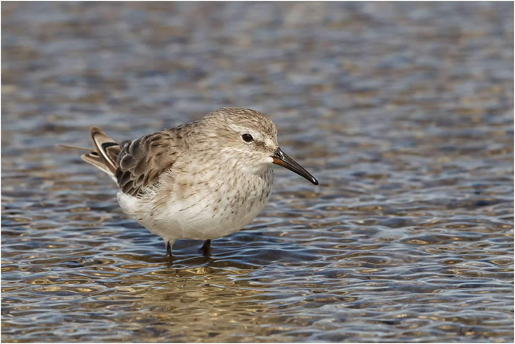 White-rumped Sandpiper