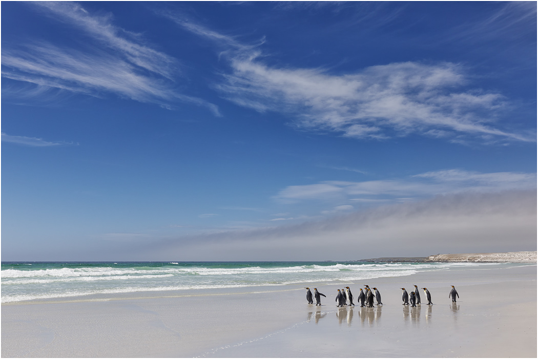 King Penguins on a Southern Ocean beach