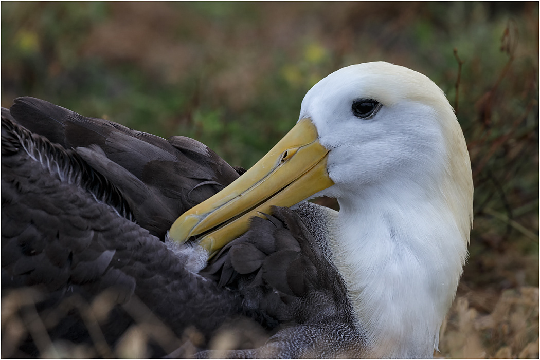 Waved Albatross preening, Española, Galapagos Islands
