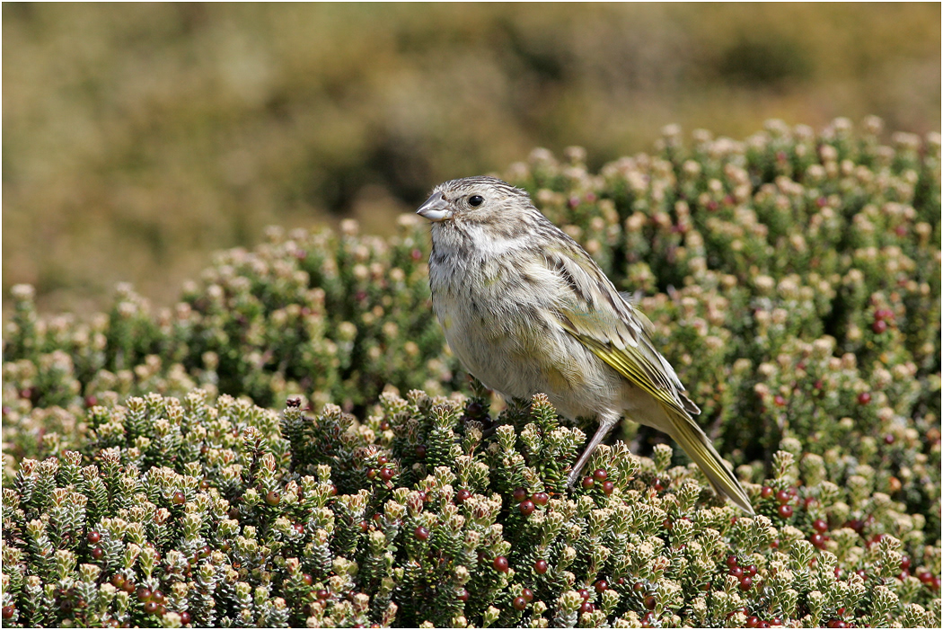 White-bridled or Black-throated Finch, female