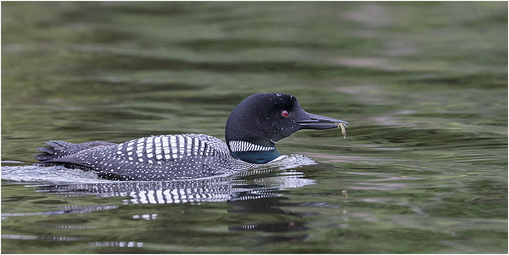 Great Northern Diver