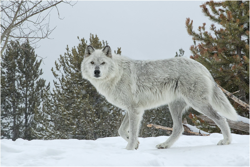 Gray Wolf in Winter, Montana, USA