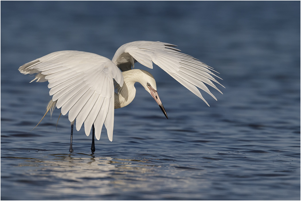White Morph Reddish Egret, Florida, USA
