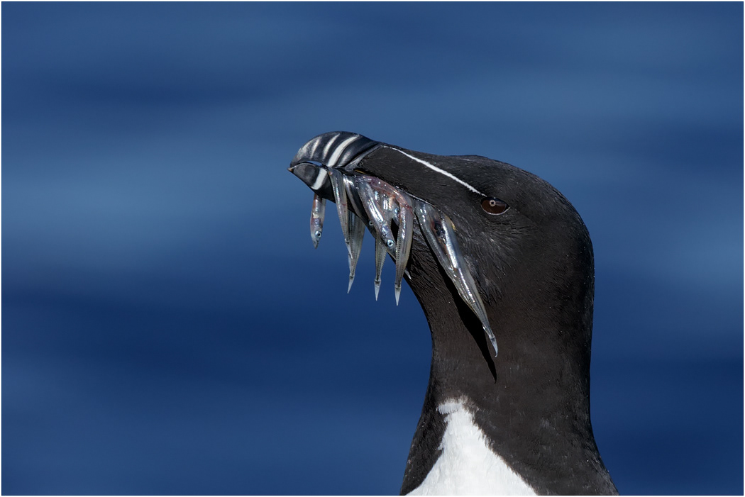 Razorbill with sand eels - Iceland