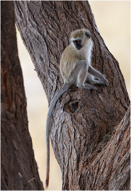 Vervet Monkey - Tarangire NP, Tanzania